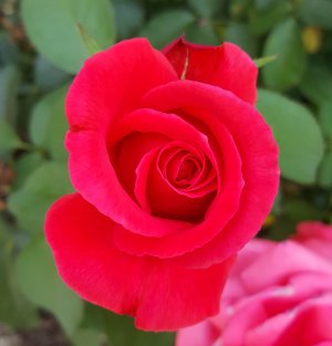 rose.jpg