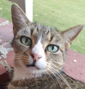 Cat.jpg