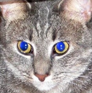 GalaxyNote5catblueeyes.jpg