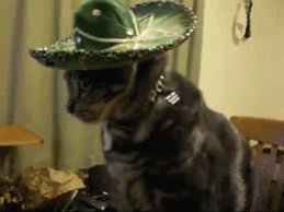 647-mexican-cat.jpg