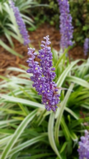 flower.jpg