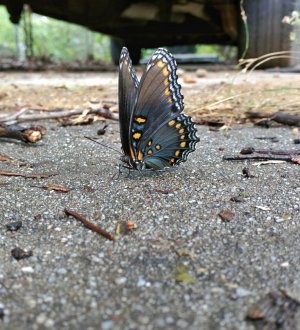 butterfly.jpg