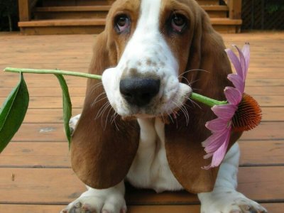 puppy.jpg