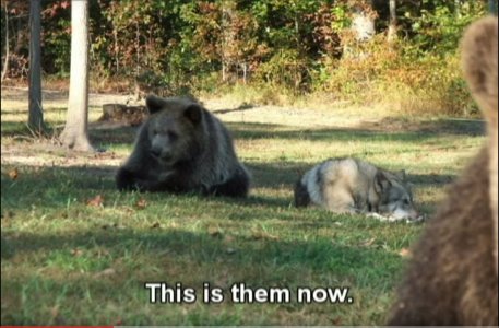 bear & wolf now.JPG