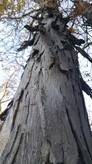 1019150807a.jpg