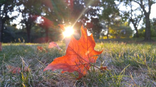 leaf.jpg