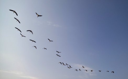 Flight.jpg Flight.jpg