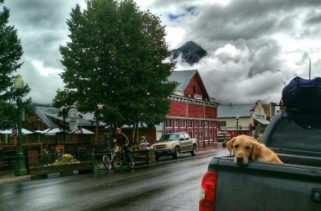 Dog and Truck.jpg