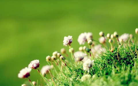 anglesey_flowers-wide.jpg