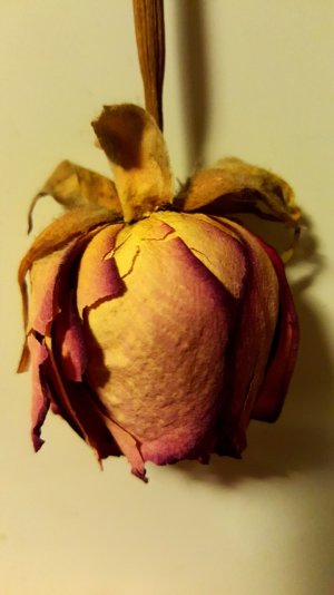 20151208_035657.jpg