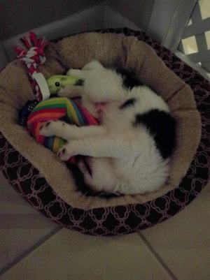 pupp2.jpg