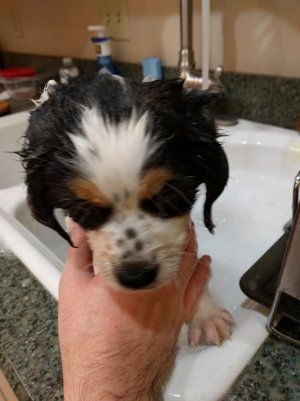 pupp4.jpg