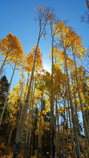Fall Aspens.jpg