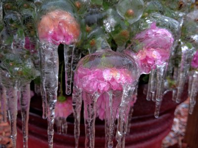ice mum.jpg