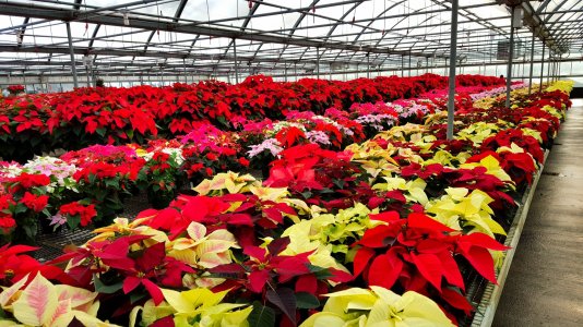 Pointsettias.jpg