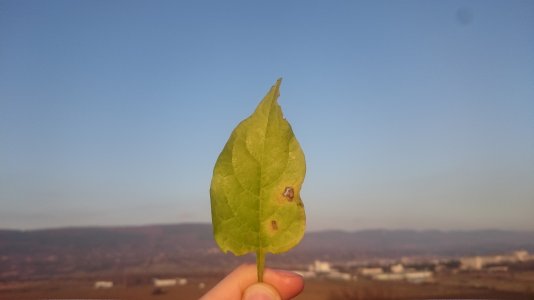 DSC_1434.jpg