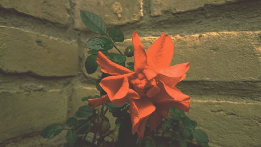 Ruža.jpg