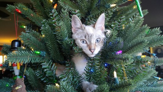 Maggie loves Christmas.jpg