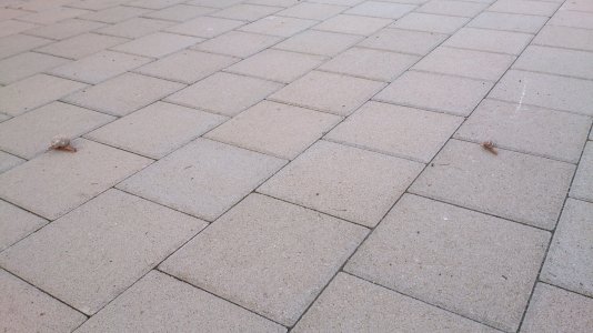 DSC_0239.jpg