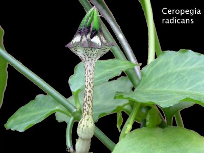 Ceropoegia radicans.JPG