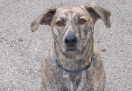 Louie Dog of the Month.jpg