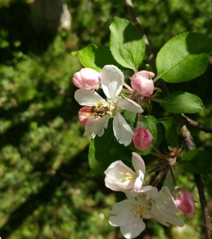 beeappleblossom.jpg