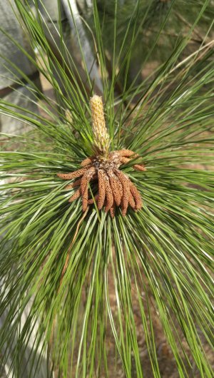 20160403_163606_HDR.jpg