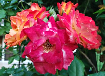 Roses-2016.jpg