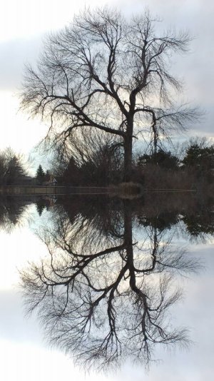 Reflections.jpg