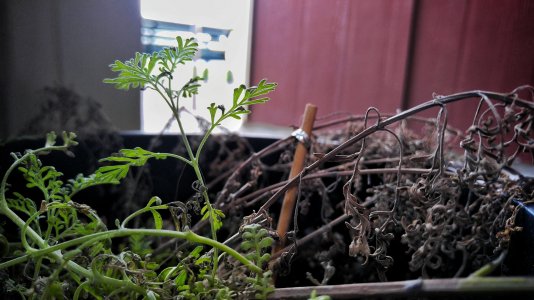 20160415_174256_HDR-01.jpg