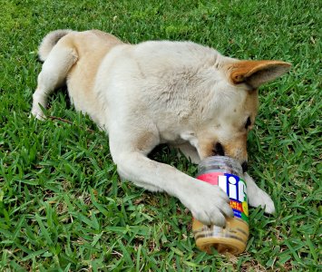Howie's-Kong.jpg