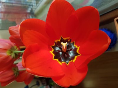 20160406_081204.jpg