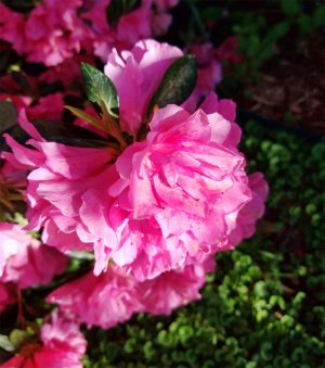 Azaleas1.jpg