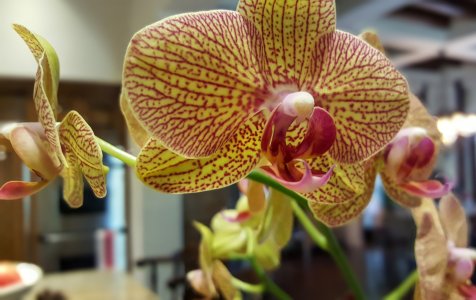 Orchid.jpg