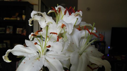 20160419_140454.jpg