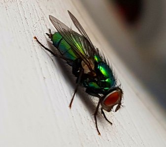 Green Fly.jpg