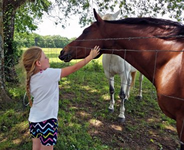 SS&Horse1.jpg