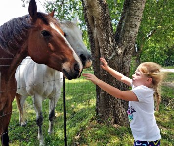 SS&Horse2.jpg