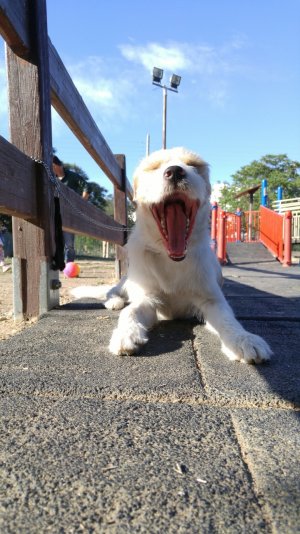 SAY AAAAA.jpg