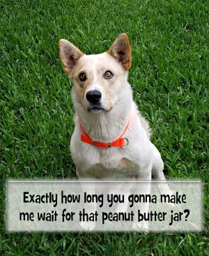 Howie-Waiting-PB-Jar.jpg