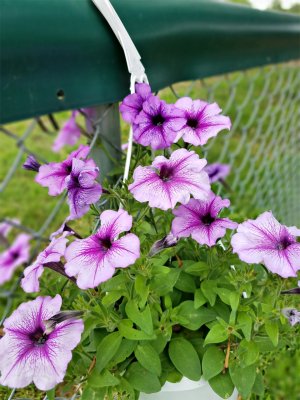 S7-flowers.jpg