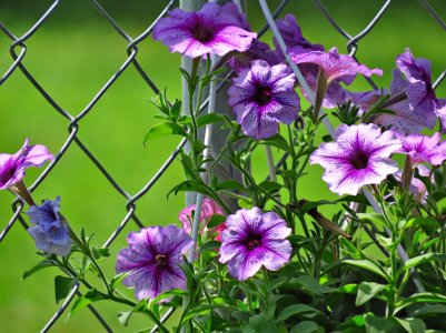 SX50-Flowers.jpg