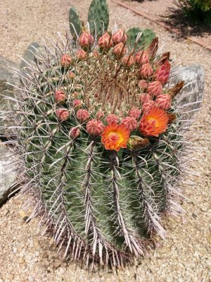 IMAG0172.jpg