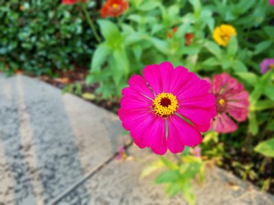 Poolflower2.jpg