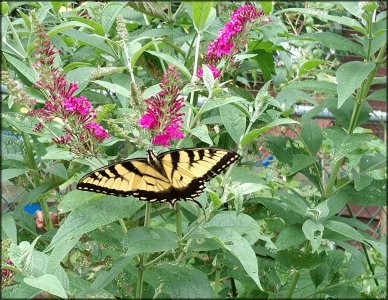 PHOTO_20160731_144233.jpg
