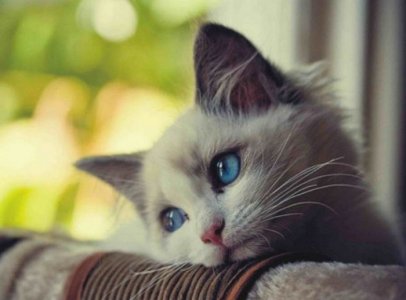 feline-blues-5.jpg