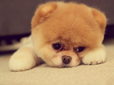 Sad-Puppy-Face-640x480.jpg