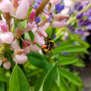 IMG_20160605_225731.jpg