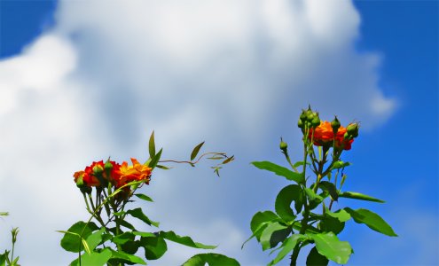 Roses-Cloud.jpg