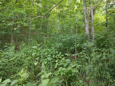 IMG_20160612_133318.jpg